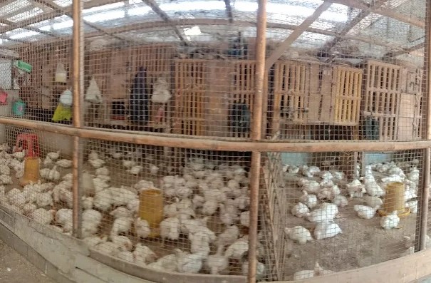 Dari 88 Pelaku Usaha Rumah Pemotongan Unggas (RPU), Baru 6 yang Punya Sertifikat Halal (Foto: Dok Pemkot Semarang)