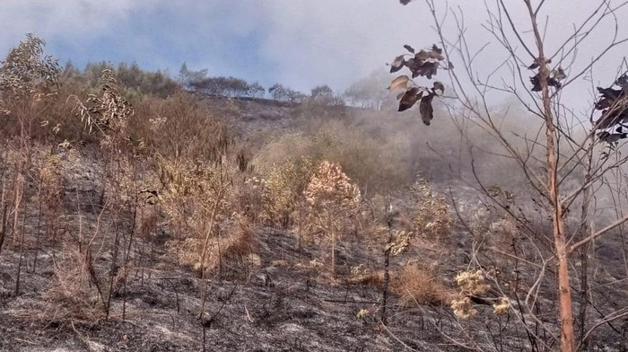 Kebakaran di Gunung Sumbing Reda, Jalur Pendakian Masih Ditutup