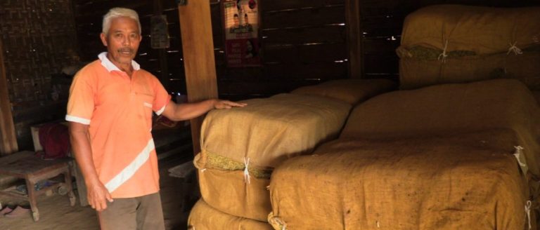 Harga Tembakau Melambung, Petani di Rembang Full Senyum