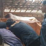 Pantau Perkembangan Virus, Dintanpan Rembang Ambil Sampel Darah Ribuan Sapi  (Foto: Dok Kominfo Rembang)