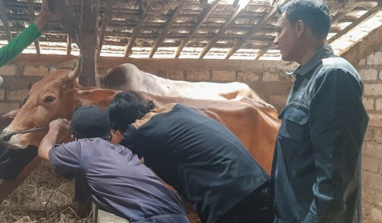 Pantau Perkembangan Virus, Dintanpan Rembang Ambil Sampel Darah Ribuan Sapi  (Foto: Dok Kominfo Rembang)