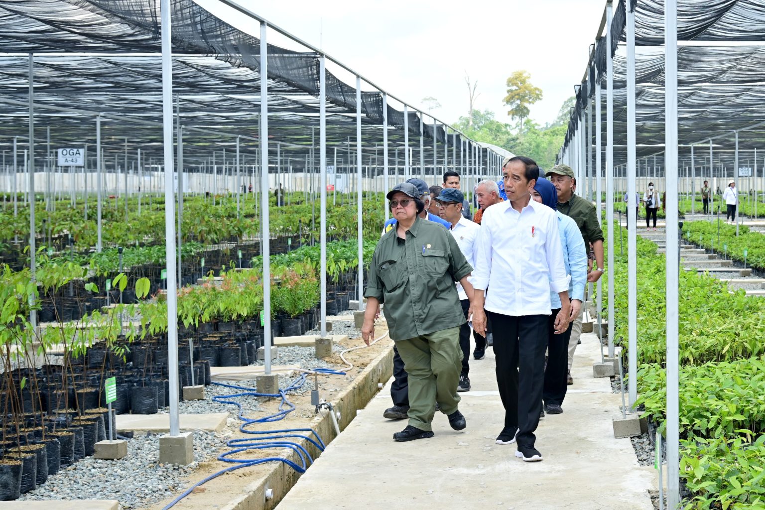 Presiden Jokowi saat meninjau Persemaian Mentawir di Kabupaten Penajam Paser Utara, Kalimantan Timur pada Kamis (21/09). (Foto: Dok BPMI Setpres)