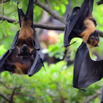 Virus Nipah