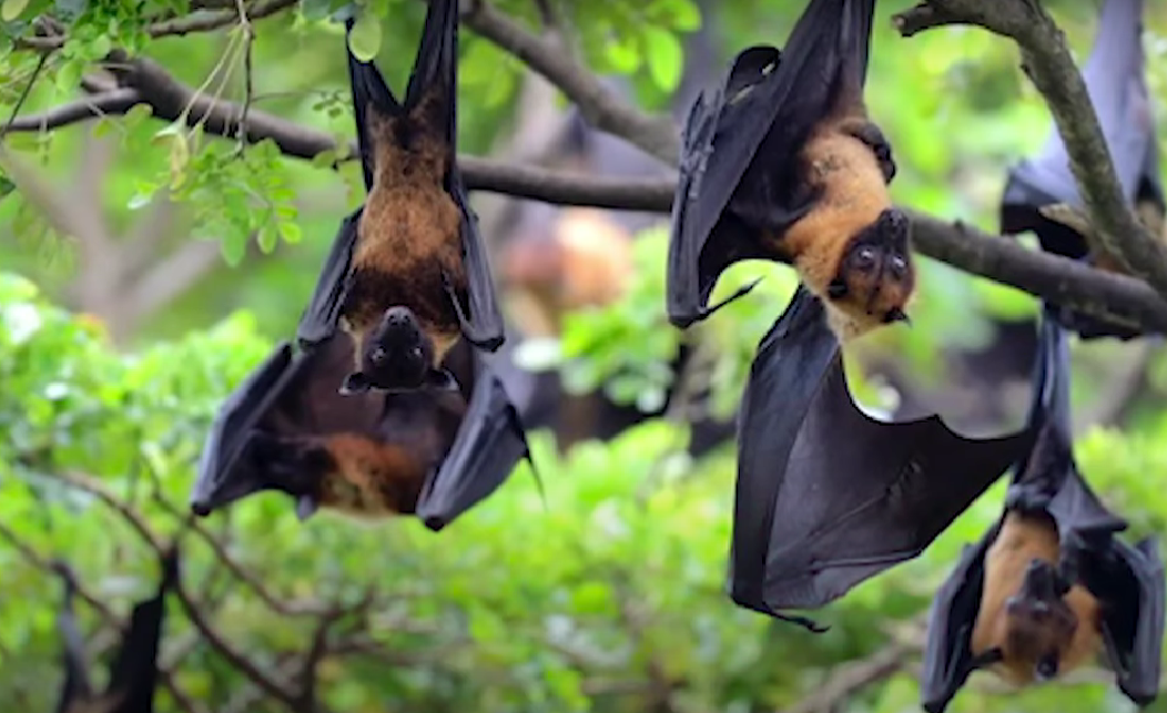 Virus Nipah