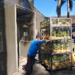 In Line Inspection Diterapkan, Ekspor Bonsai Semarang Melejit