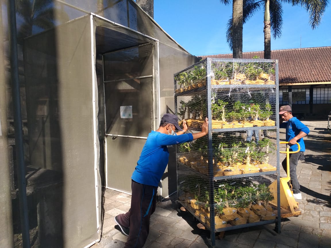 In Line Inspection Diterapkan, Ekspor Bonsai Semarang Melejit