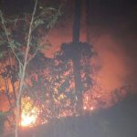 4 Hektar Hutan Pinus di Petak 59 B RPH Winduaji Paningaran Terbakar (Foto: Dok Humas Polres Pekalongan)