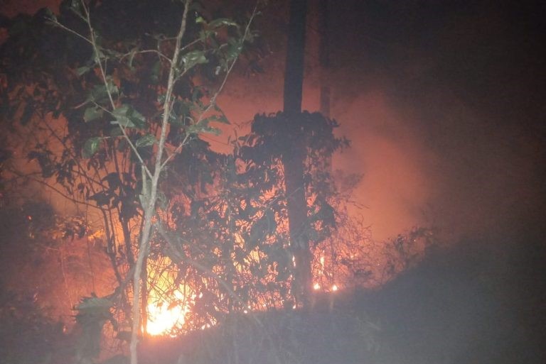 4 Hektar Hutan Pinus di Petak 59 B RPH Winduaji Paningaran Terbakar (Foto: Dok Humas Polres Pekalongan)