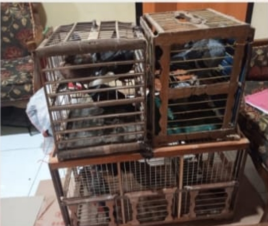 Curi 32 Ekor Burung Merpati, Warga Kajen Ditangkap Polisi (Foto: Dok Humas Polres Pekalongan)
