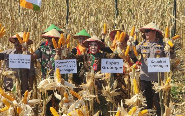 Puncak Musim Kemarau, Bupati Sri Sumarni Panen Raya Jagung  (Foto: Dok Pemkab Grobogan)