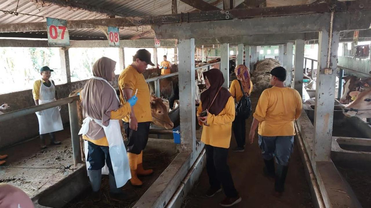Bakti Peternakan, Dinperpa Tuntaskan Vaksin Booster PMK dan Penanganan Gangguan Reproduksi Sapi (Foto: Dok Timkom Pemkot Pekalongan)