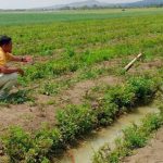 Ngasak Bawang Merah, Lansia Warga Mojoagung Meninggal Dunia di Sawah (Foto: Dok Humas Polres Grobogan)