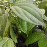 Bahas Kualitas Lada, Purbalingga Tuan Rumah International Pepper Community (Foto: Dok Kominfo Purbalingga)