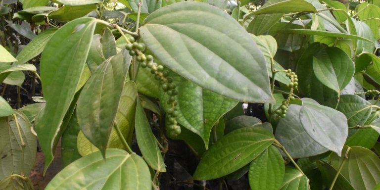 Bahas Kualitas Lada, Purbalingga Tuan Rumah International Pepper Community (Foto: Dok Kominfo Purbalingga)