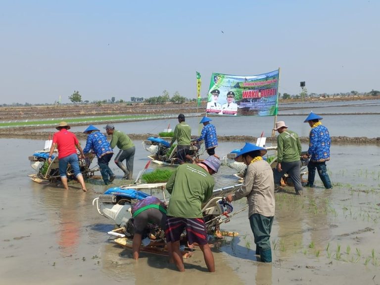 Gernas Tanam Padi saat Puncak Fenomena El Nino di Karanganyar Demak (Foto: Dok Kominfo Demak)