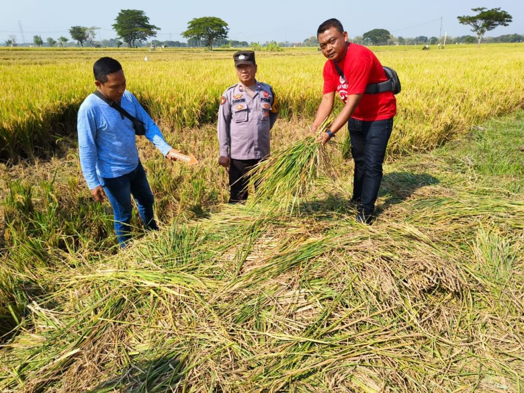Padi Siap Panen di Sambungmacan Dibabat Orang Tak Dikenal, Kasus Didalami Polisi (Foto: Dok Humas Polres Sragen)