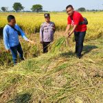 Padi Siap Panen di Sambungmacan Dibabat Orang Tak Dikenal, Kasus Didalami Polisi (Foto: Dok Humas Polres Sragen)