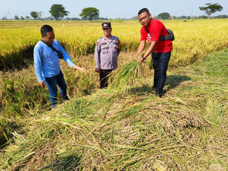 Padi Siap Panen di Sambungmacan Dibabat Orang Tak Dikenal, Kasus Didalami Polisi (Foto: Dok Humas Polres Sragen)