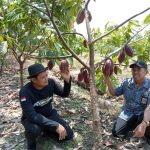 Sukses Tembus Pasar Amerika Serikat dan Rusia, Kakao Cilacap Raih Gamal Award (Foto: Dok Kominfo Cilacap)