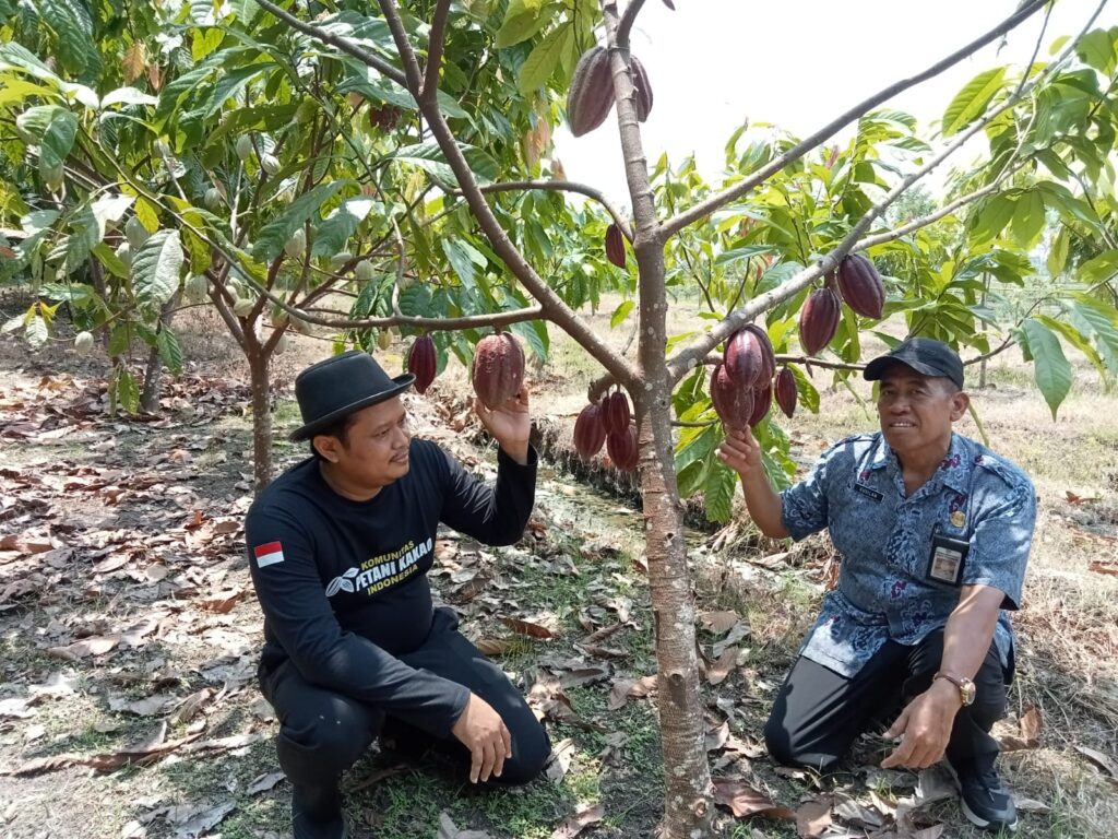 Sukses Tembus Pasar Amerika Serikat dan Rusia, Kakao Cilacap Raih Gamal Award (Foto: Dok Kominfo Cilacap)