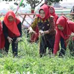 Bupati Bersama Kelompok Wanita Tani Subur Makmur Panen Bawang Merah di Desa Kadilangu (Foto: Dok Pemkab Sukoharjo)