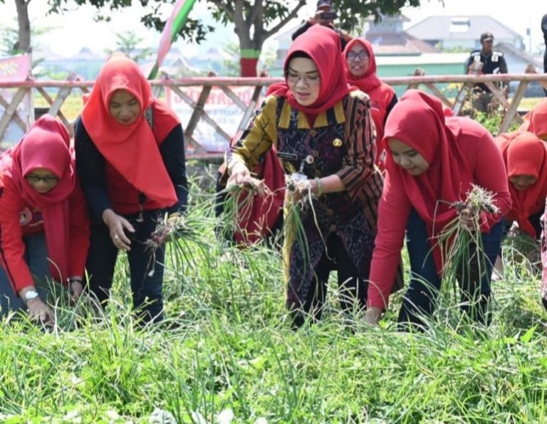 Bupati Bersama Kelompok Wanita Tani Subur Makmur Panen Bawang Merah di Desa Kadilangu (Foto: Dok Pemkab Sukoharjo)