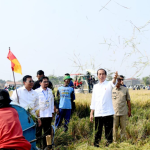 Presiden Joko Widodo mengikuti panen raya padi di Desa Ciasem Girang, Kabupaten Subang, Provinsi Jawa Barat, pada Minggu pagi, 8 Oktober 2023. (Foto: Dok BPMI Setpres)