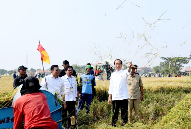 Presiden Joko Widodo mengikuti panen raya padi di Desa Ciasem Girang, Kabupaten Subang, Provinsi Jawa Barat, pada Minggu pagi, 8 Oktober 2023. (Foto: Dok BPMI Setpres)