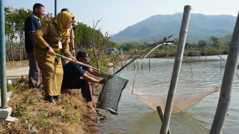 Punya Keunggulan, Tambak Bandeng Donorojo Didorong Menjadi Tambak Budidaya Intensif (Foto: Dok Diskominfo Jepara)