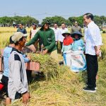 Dampingi Presiden Jokowi Panen Padi di Indramayu, Kepala NFA Dorong Pemerataan Pupuk ke Petani  (Foto: Dok BPMI Setpres)