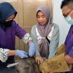 Masuk Musim Peralihan, Rawan Terjangkit Virus, Ratusan Kucing Divaksin Rabies (Foto: Dok MC Batang)