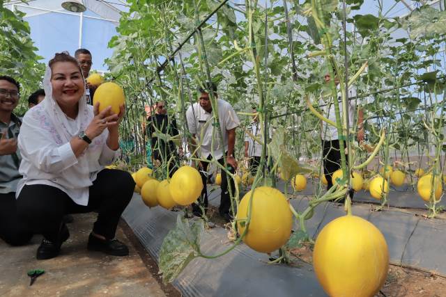Cocok dengan Iklim Semarang, Mbak Ita Ajak Masyarakat Tanam Melon (Foto: Dok Pemkot Semarang)