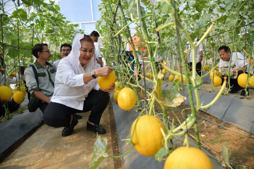 Panen Melon, Wali Kota Semarang Gelorakan Semangat Ayo Nandur (Foto: Dok Pemkot Semarang)