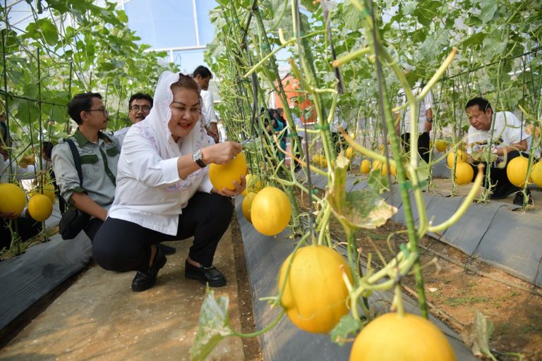 Panen Melon, Wali Kota Semarang Gelorakan Semangat Ayo Nandur (Foto: Dok Pemkot Semarang)