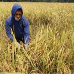 lahan pertanian yang diasuransikan