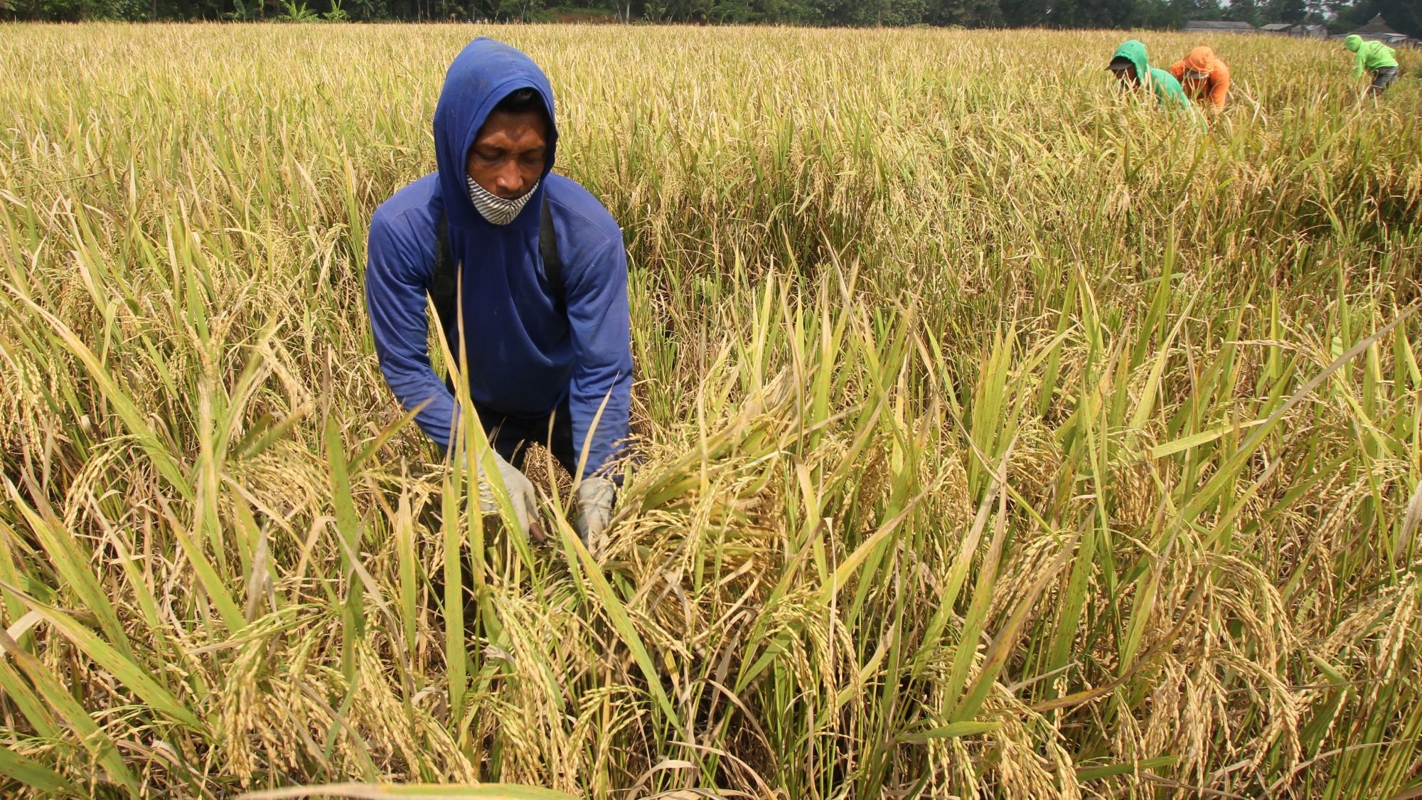 lahan pertanian yang diasuransikan